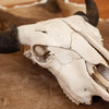 Excellent Bison Skull SW10931