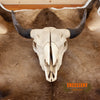 bison skull for sale