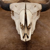 Excellent Bison Skull SW10932