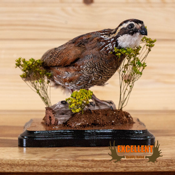 full-body lifesize bobwhite quail taxidermy mount for sale