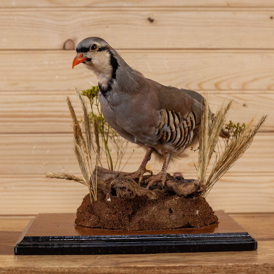 full-body lifesize chukar partridge taxidermy mount for sale