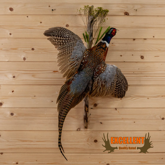 full-body lifesize ringneck pheasant flying taxidermy mount for sale