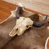 Nice Bison Skull SW10937