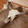 Nice Bison Skull SW10938