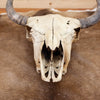 Nice Bison Skull SW10938