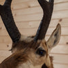 Premier Pronghorn Antelope Taxidermy Shoulder Mount SW10944