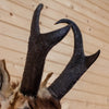 Premier Pronghorn Antelope Taxidermy Shoulder Mount SW10944