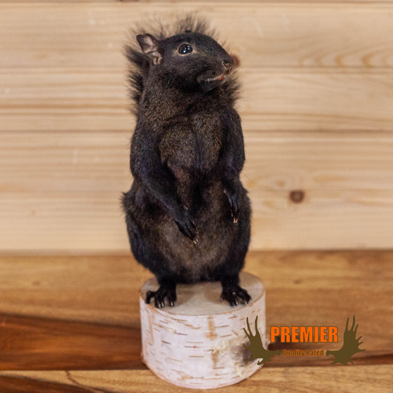 black squirrel full body taxidermy mount for sale
