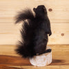 Premier Black Squirrel Taxidermy Mount SW10945