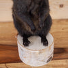 Premier Black Squirrel Taxidermy Mount SW10946