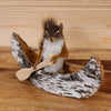 Juvenile Fox Squirrel Paddling a Canoe Taxidermy Mount SW10947