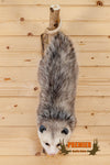 opossum full body taxidermy mount for sale