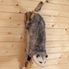 Premier Opossum on Branch Full Body Taxidermy Mount SW10951