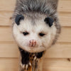 Premier Opossum on Branch Full Body Taxidermy Mount SW10951