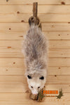 opossum full body taxidermy mount for sale