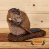 beaver muskrat full body taxidermy mount for sale