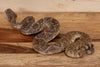 Premier Diamondback Rattlesnake Full Body Taxidermy Mount SW10957