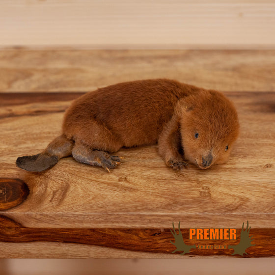 baby beaver full body taxidermy mount for sale