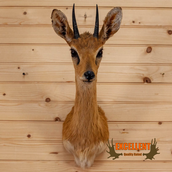 African oribi taxidermy shoulder mount for sale