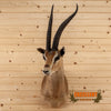 African gazelle taxidermy shoulder mount for sale