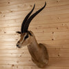 Excellent Grant's Gazelle Taxidermy Shoulder Mount SW10969