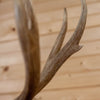 Excellent 10 Point Mule Deer Buck Deer Taxidermy Shoulder Mount SW10978