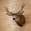 Excellent 10 Point Mule Deer Buck Deer Taxidermy Shoulder Mount SW10978