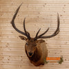 elk bull taxidermy shoulder mount for sale