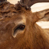 Excellent 6X6 Rocky Mountain Elk Taxidermy Mount SW10979