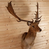 Excellent Chocolate Fallow Deer Taxidermy Shoulder Mount SW10980