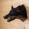 Nice Wild Boar Hog Taxidermy Shoulder Mount SW10981