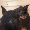 Nice Wild Boar Hog Taxidermy Shoulder Mount SW10981