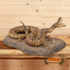 western diamondback rattlesnake full body taxidermy mount for sale
