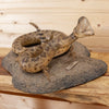 Premier Rattlesnake Full Body Taxidermy Mount SW10983