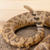 Premier Rattlesnake Full Body Taxidermy Mount SW10983