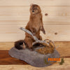 mink full body taxidermy mount for sale