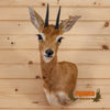 African steenbok steinbok taxidermy shoulder mount for sale