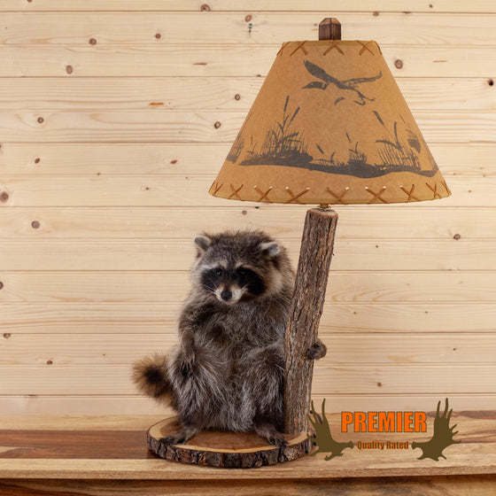 raccoon lamp taxidermy mount for sale
