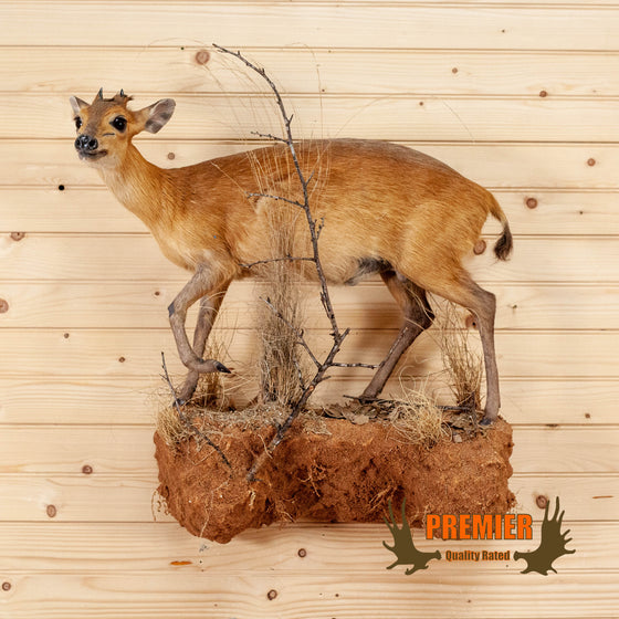 Taxidermy Mounts and Hunting Trophy Heads - Safariworks Taxidermy