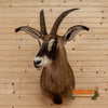 african roan antelope taxidermy shoulder mount for sale
