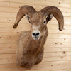 Excellent Rocky Mountain Bighorn Sheep Taxidermy Mount SW11001