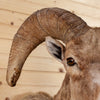 Excellent Rocky Mountain Bighorn Sheep Taxidermy Mount SW11001