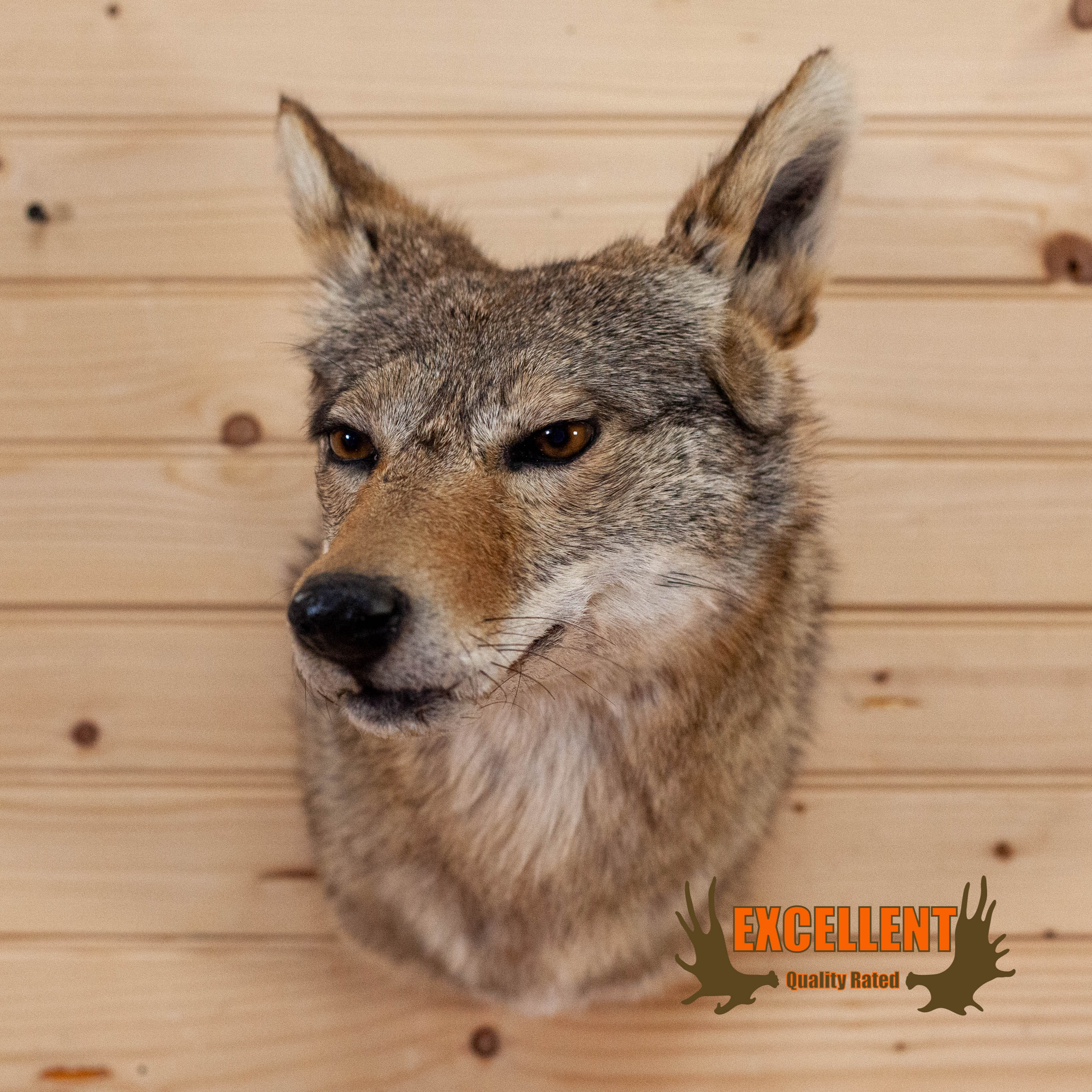 Best Coyote Mount Ever - Big Deer