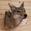 Excellent Coyote Taxidermy Shoulder Mount SW11003