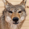 Excellent Coyote Taxidermy Shoulder Mount SW11003