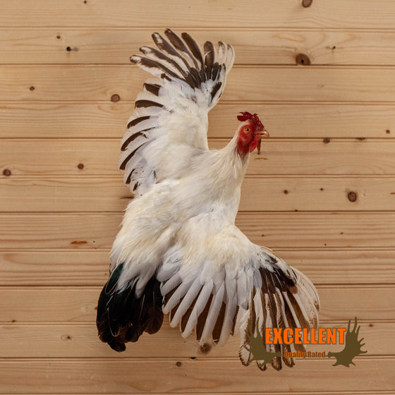 black tailed white japanese bantam chicken full body taxidermy for sale