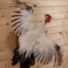 Excellent Black Tailed White Japanese Bantam Rooster Taxidermy Mount SW11004