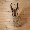 Excellent Pronghorn Antelope Taxidermy Shoulder Mount SW11005