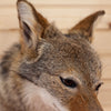 Excellent Coyote Taxidermy Shoulder Mount SW11006