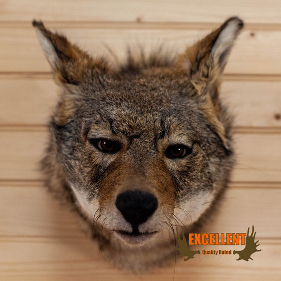 coyote taxidermy shoulder mount for sale